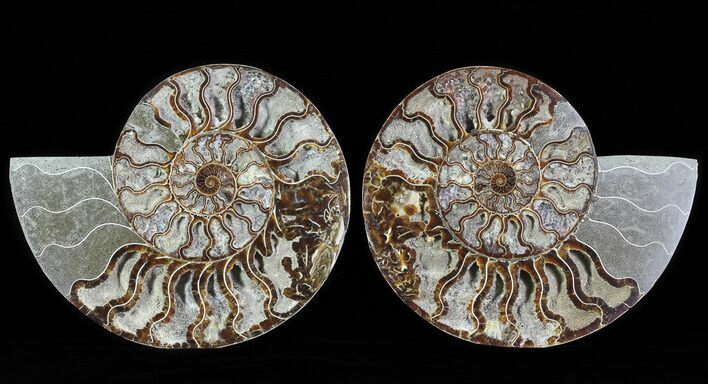 Split Fossil Ammonite Pair - Agatized #64852